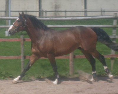 Jadorijk Reward - Young Warmblood Horses